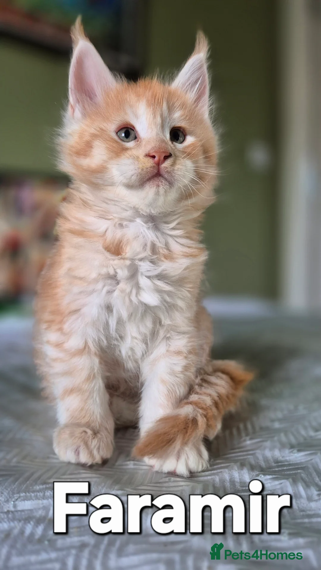 Maine Coon cats for sale: Maine Coon Kittens | TICA Parents | Health Tested - Advert 3