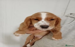 Cocker Spaniel dogs for sale: Kc reg working Cocker spaniels  born 13th July  - Image 3