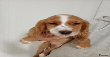 Cocker Spaniel dogs - Advert 12
