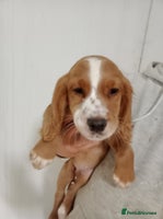Cocker Spaniel dogs - Advert 11