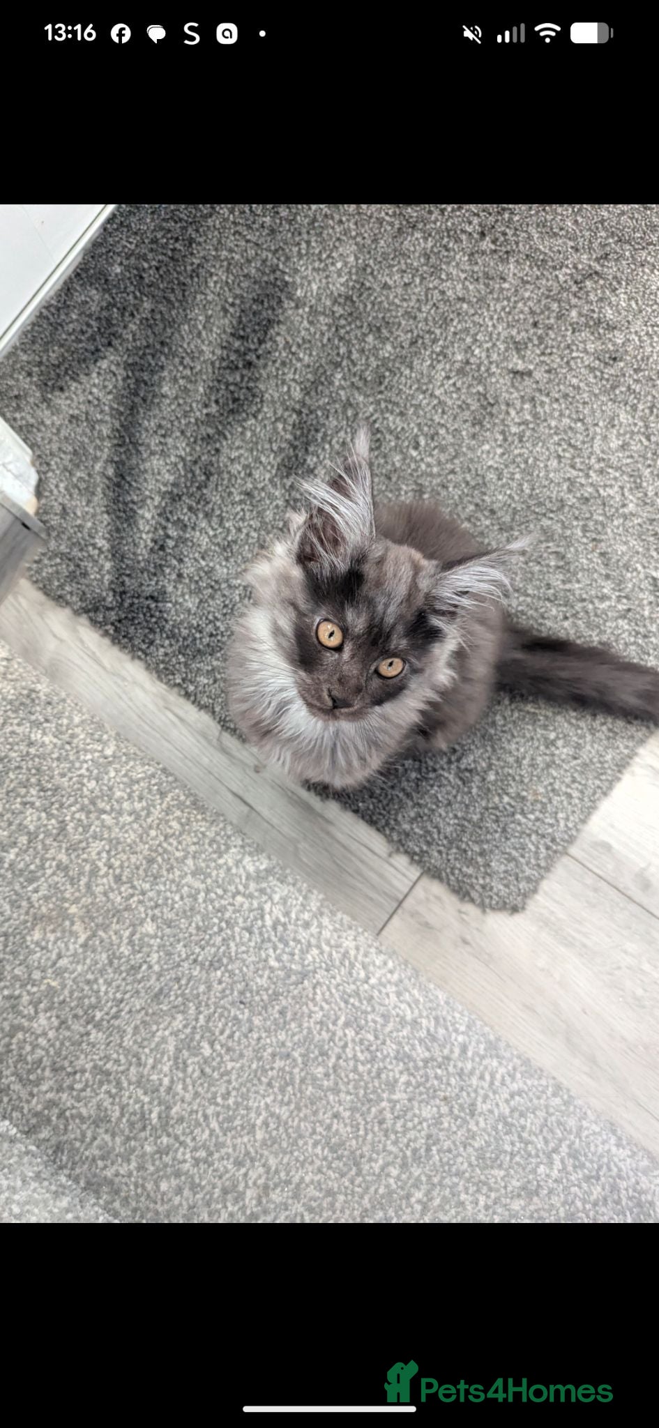 Maine Coon cats Exceptional Maine Coon Kittens for Loving Homes - Advert 1