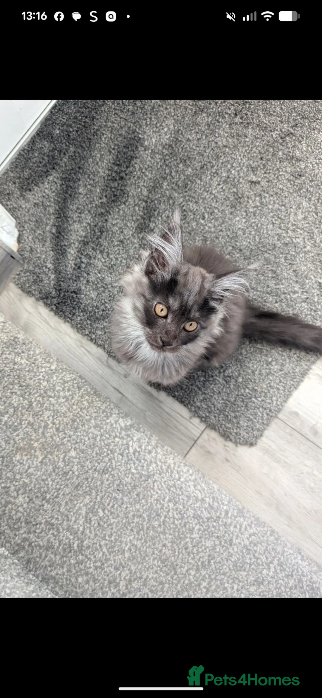 Maine Coon cats for sale: Exceptional Maine Coon Kittens for Loving Homes - Advert 1