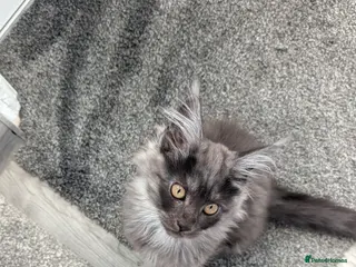 Maine Coon cats Exceptional Maine Coon Kittens for Loving Homes - Advert 1