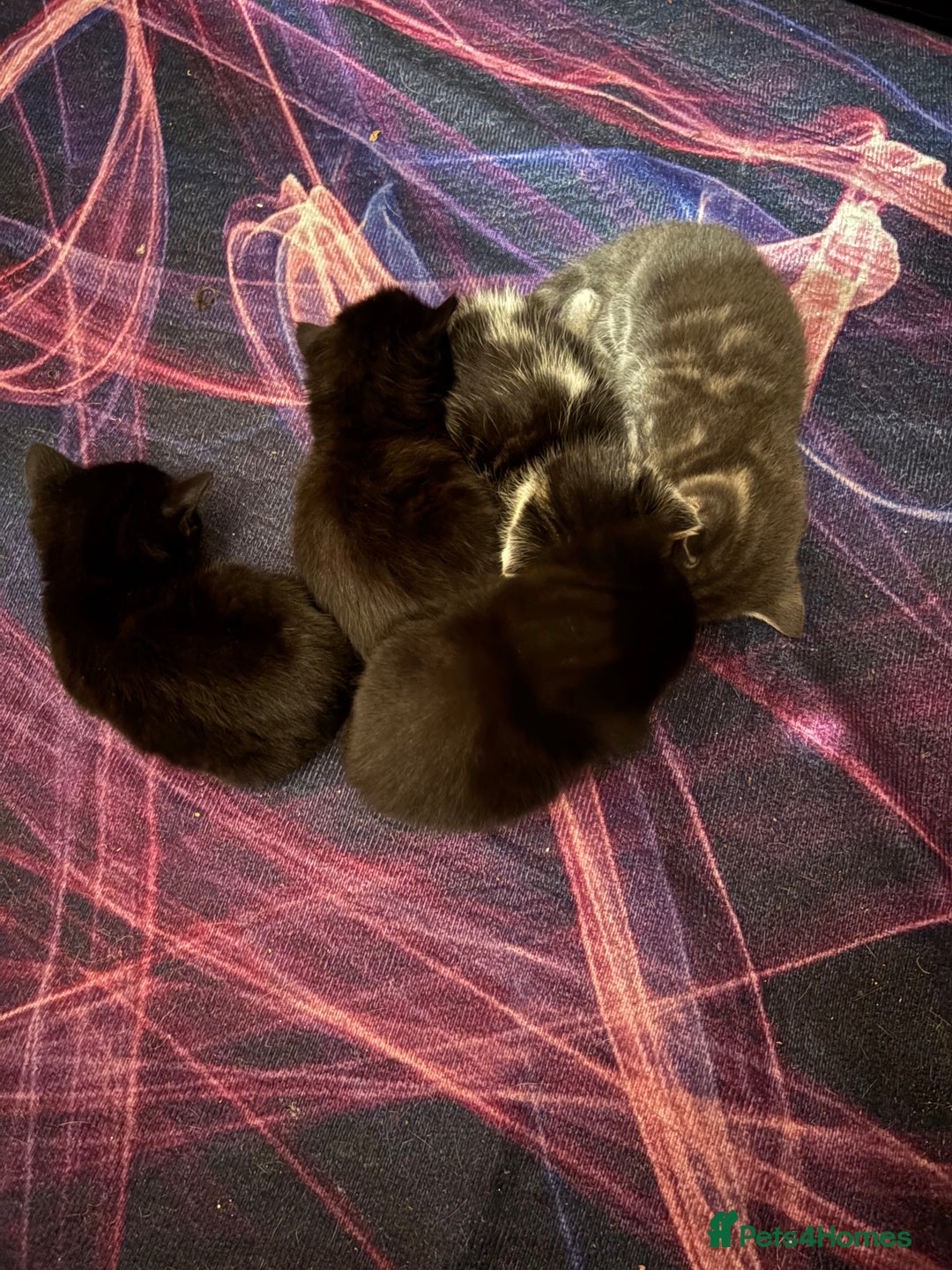 Mixed Breed cats for sale: 5 beautiful kittens - Advert 4