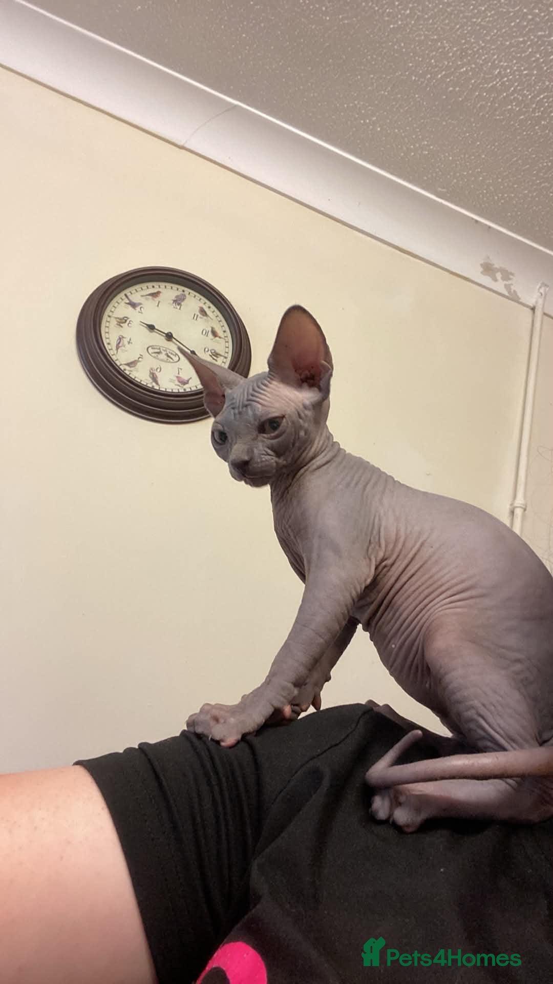 Sphynx cats Very loving Blue Sphynx Boy - Advert 6