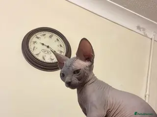 Sphynx cats Very loving Blue Sphynx Boy - Advert 6
