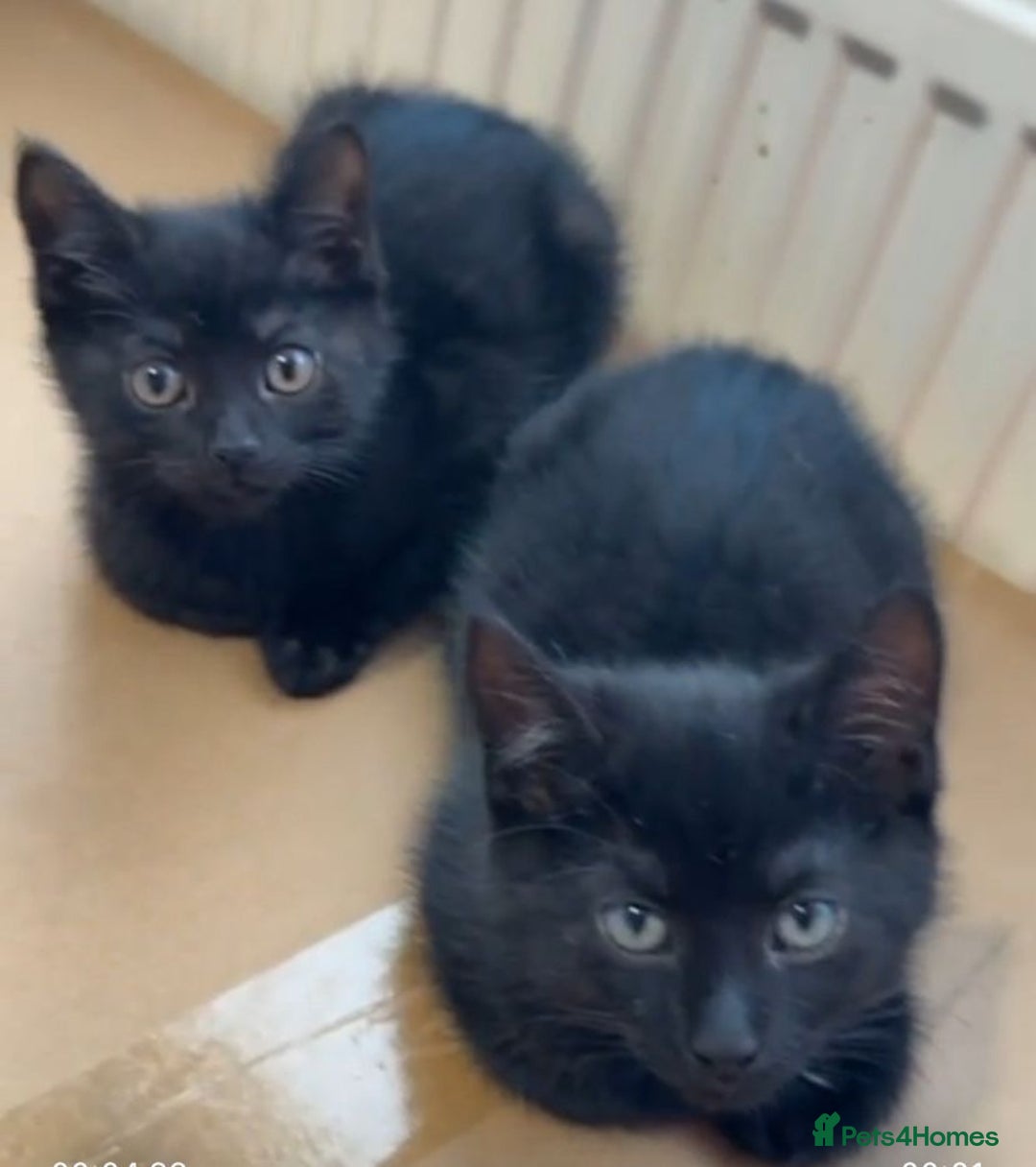 British Shorthair cats for adoption: 2 kittens still searching for a family  - Advert 1