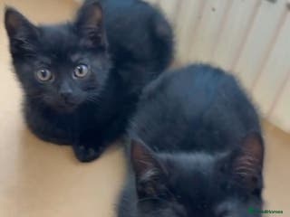 British Shorthair cats 2 kittens still searching for a family - Advert 1
