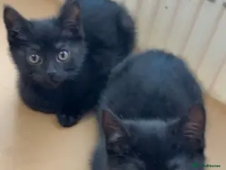 British Shorthair cats 2 kittens still searching for a family - Advert 11