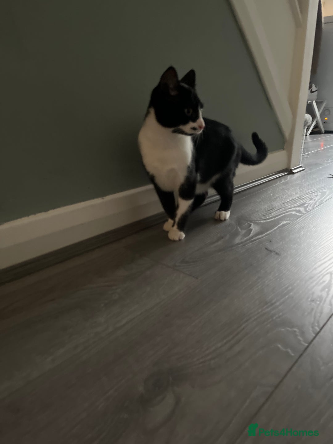 Mixed Breed cats for sale: Two female cats  - Advert 3