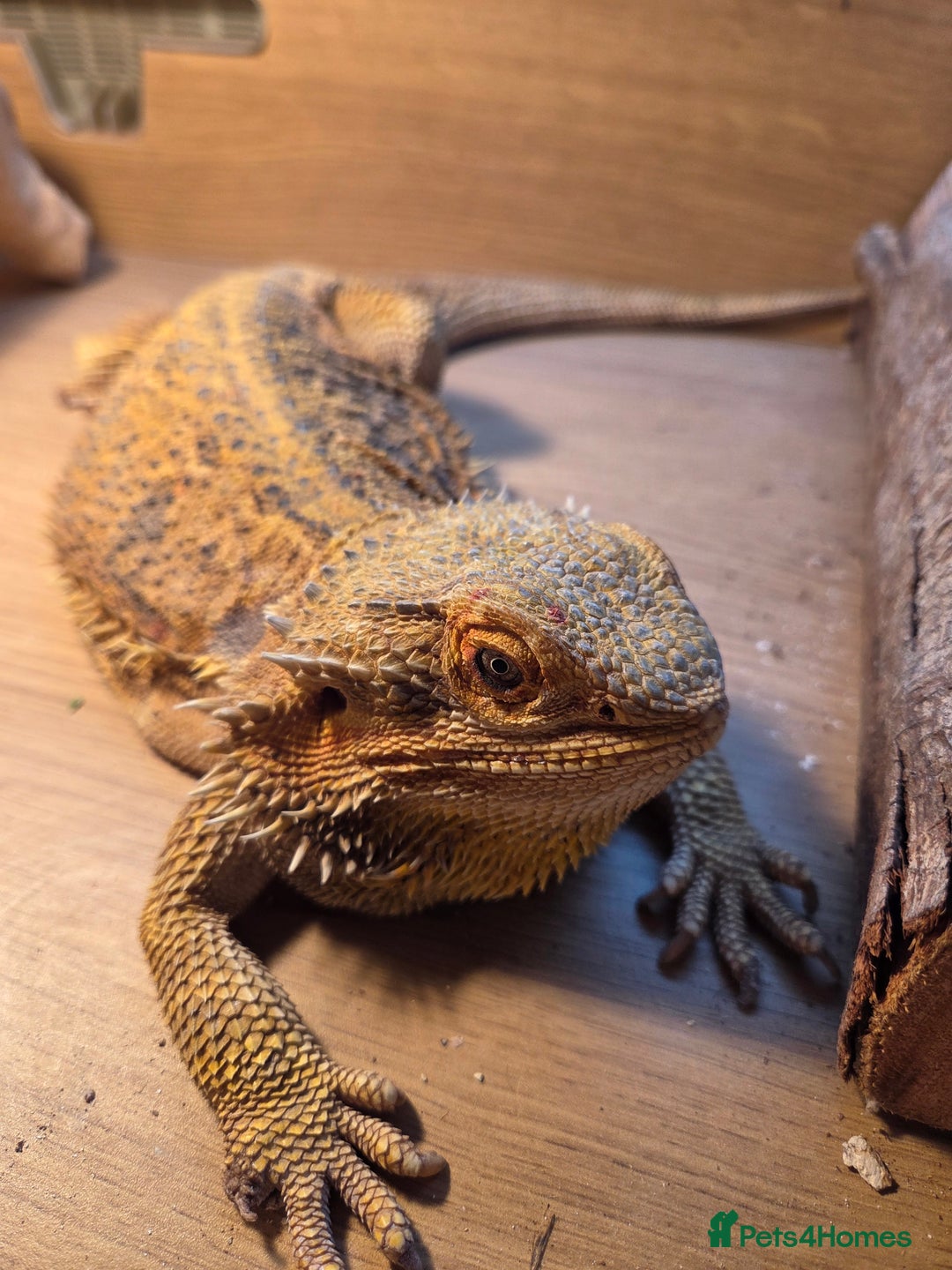 Bearded Dragon reptiles for sale: Bearded dragon  - Image 2