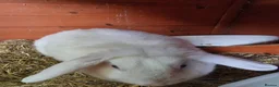 French Lop rabbits for sale: Adult rabbits to rehome in Crawley - Advert 3