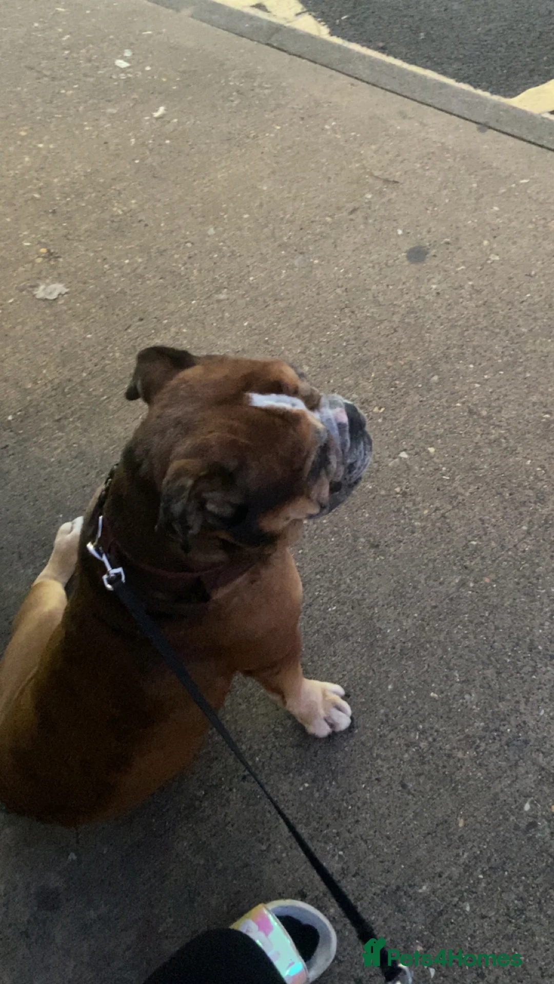 Dorset Olde Tyme Bulldogge dogs for sale: This is my handsome man hooch! - Advert 2