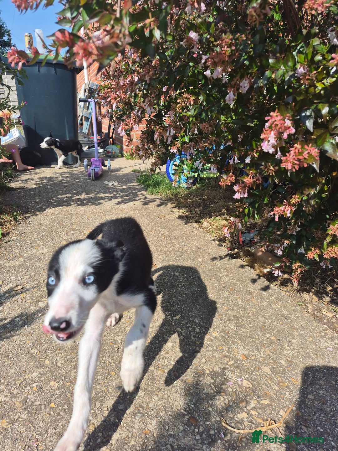 Welsh Collie dogs for sale: 3 collie puppys looking for there forever homes  - Image 6