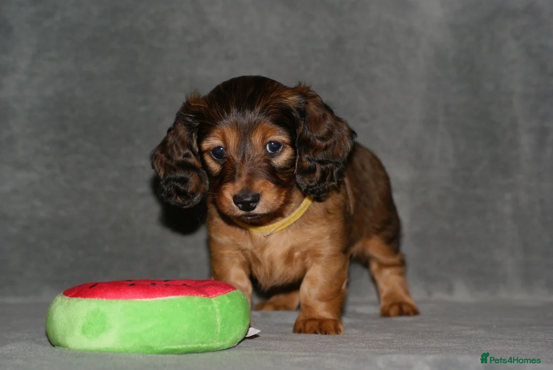 Miniature Dachshund dogs for sale: KC Registered Miniature Longhaired Dachshunds - Advert 8