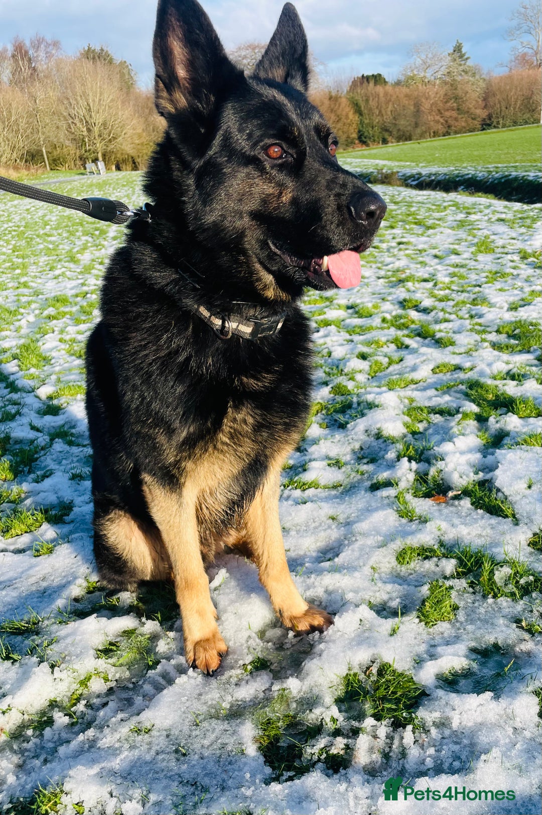 German Shepherd dogs for sale: Fully Trained Family GSD 🥇 - Advert 2