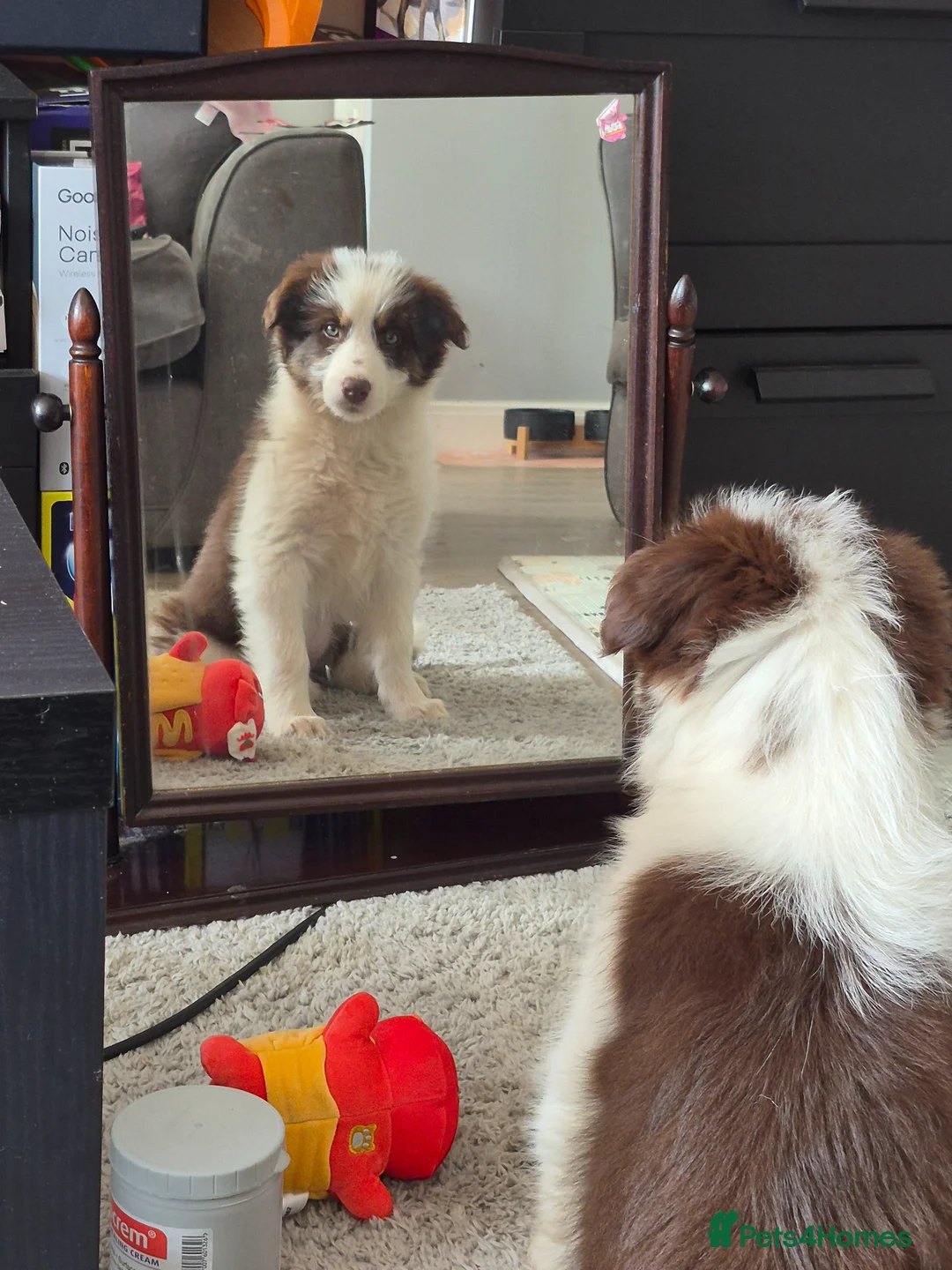 Mixed Breed dogs for sale: Puppy - Advert 2