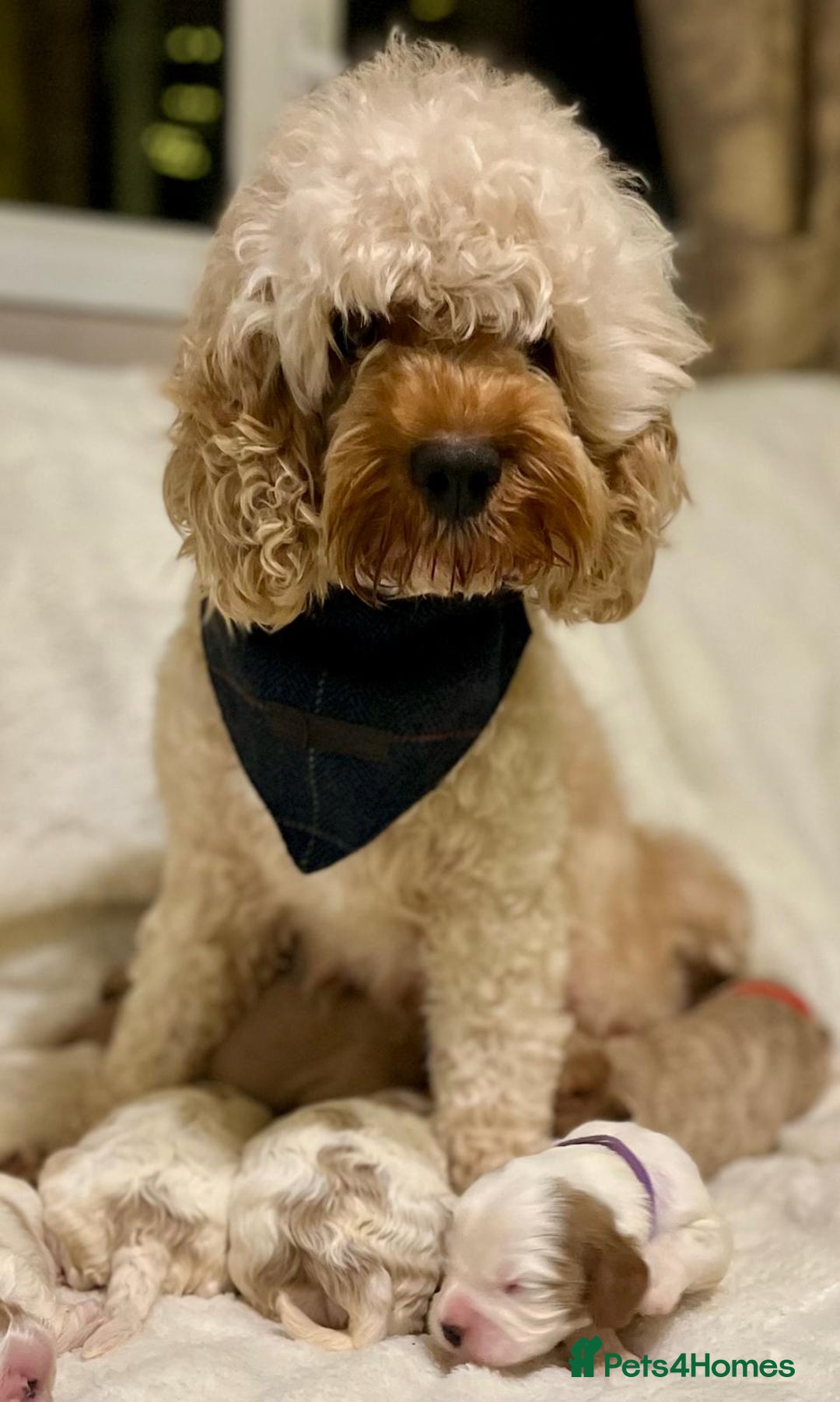 Cavapoo dogs for sale: F1B cavapoo puppies-extensively health tested - Advert 8