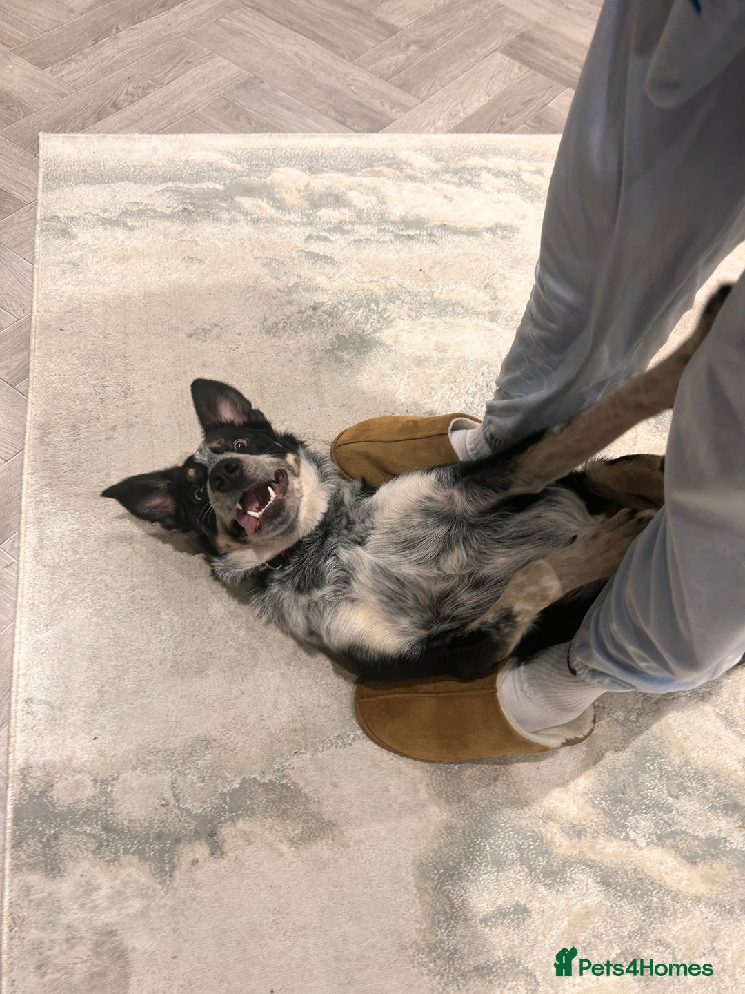 Border Collie dogs for sale: 11 month old Border collie  - Advert 6