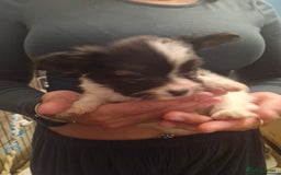 Papillon dogs for sale: KC Papillon. DNA health tested parents - Image 6