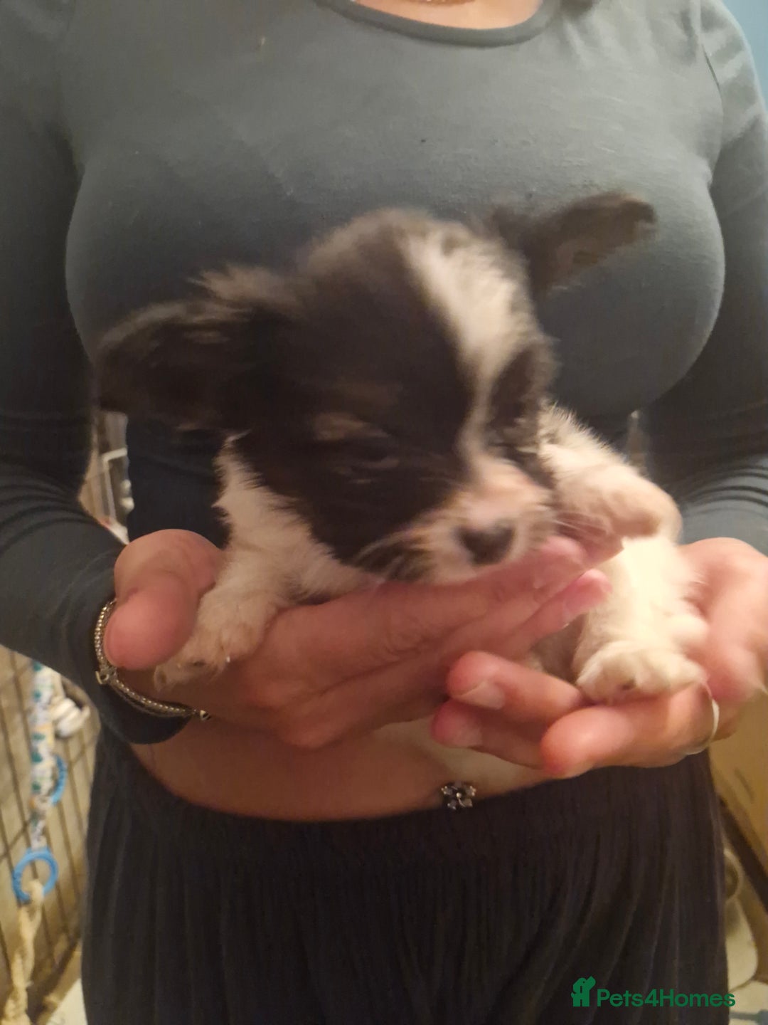 Papillon dogs for sale: KC Papillon. DNA health tested parents - Image 6