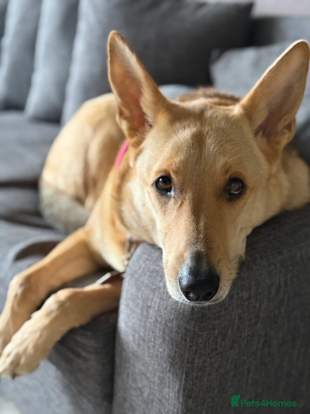 German Shepherd dogs for sale: URGENT REHOMING – FEMALE GERMAN SHEPHERD 🐾 - Advert 5