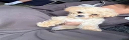 Maltipoo dogs for sale: Tiny toy Maltipoo boy  - Advert 8