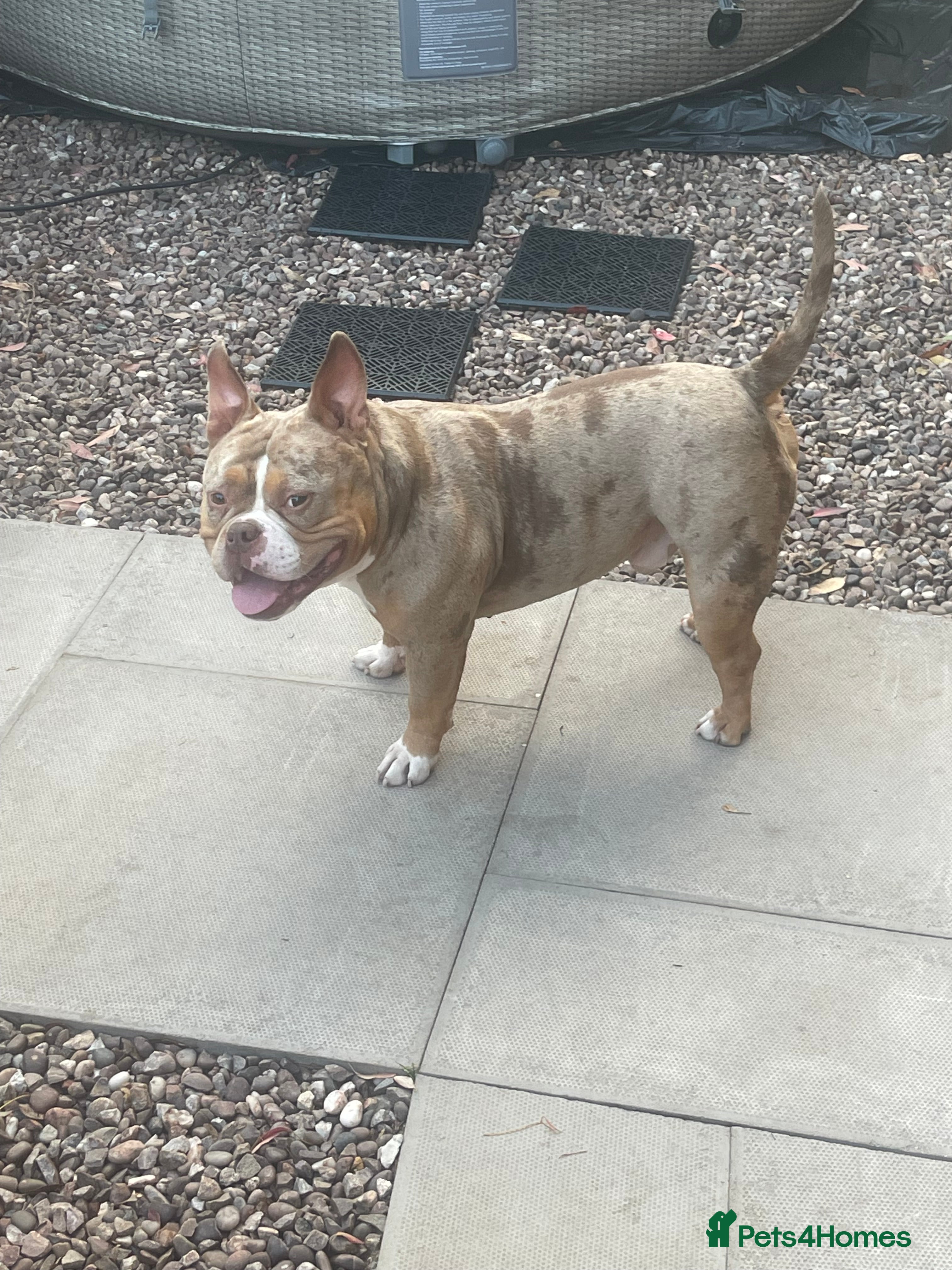 American Bully dogs Micro bully  - Advert 5