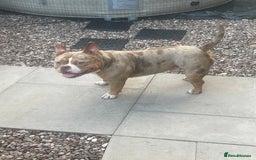 American Bully dogs for sale: Micro bully  - Image 1