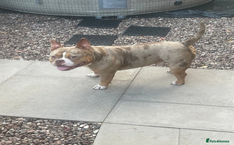 American Bully dogs - Advert 1