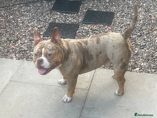 American Bully dogs - Advert 32