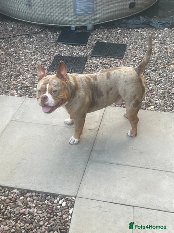 American Bully dogs - Advert 1