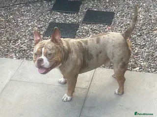 American Bully dogs Micro bully - Advert 7