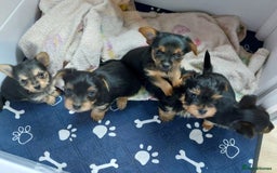 Yorkshire Terrier dogs for sale: YORKSHIRE TERRIER PUPPIES with OWN VET HEALTH CERT - Image 13