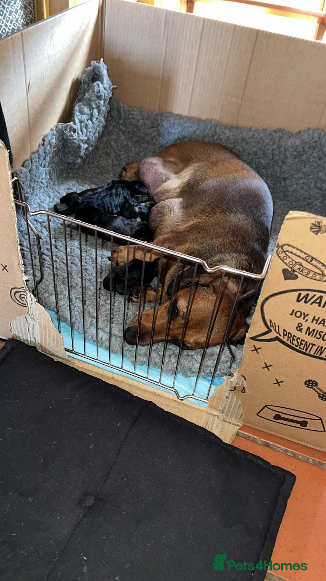 Miniature Dachshund dogs for sale: Excellent bloodlines mini smooth hair dachshunds  - Image 15
