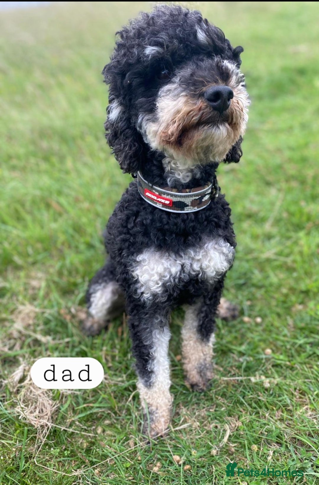 Toy Poodle dogs for sale: BEAUTIFUL TOY POODLES - Image 19
