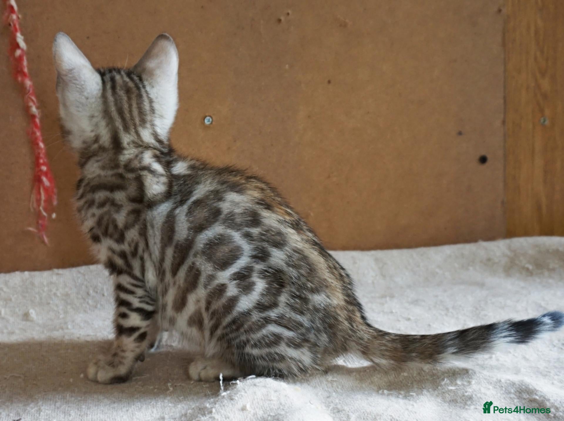 Bengal cats Gorgeous Bengal Girl Kitten - Advert 12