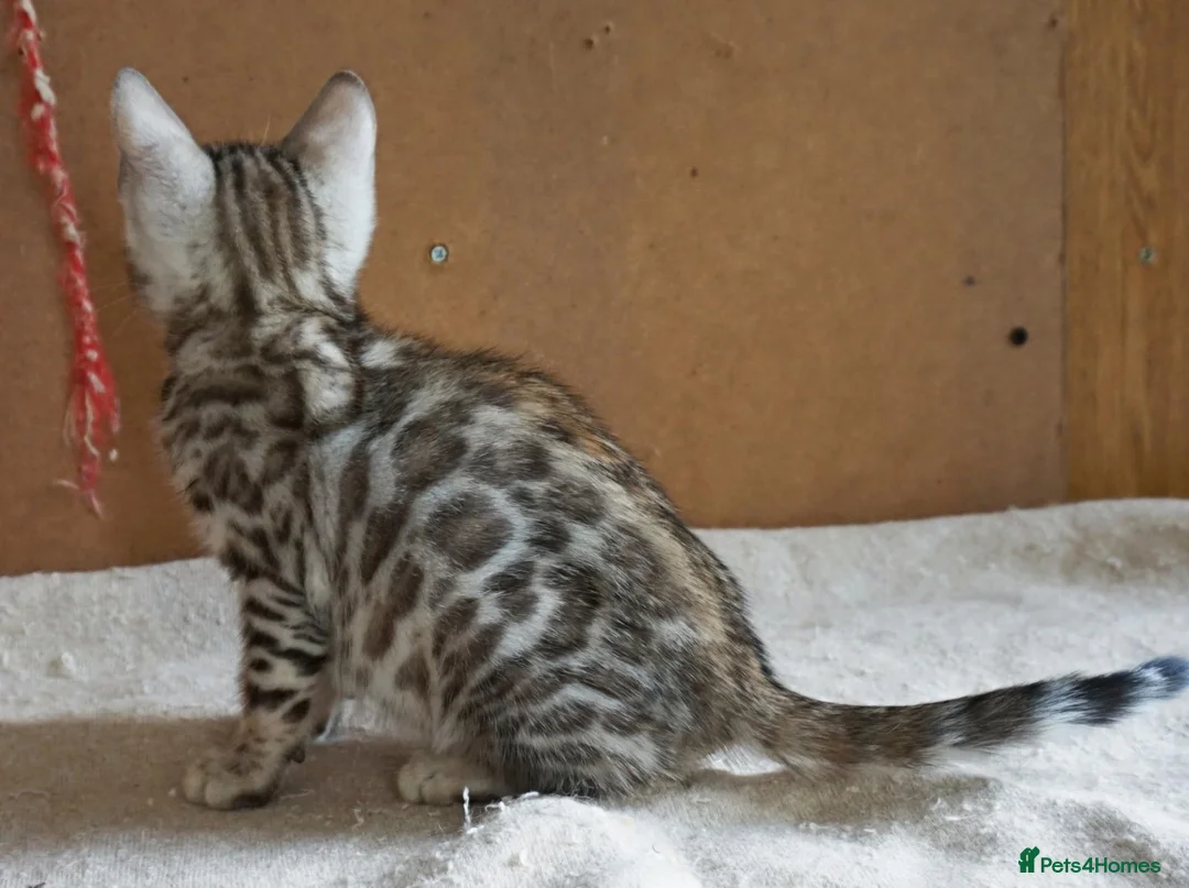 Bengal cats for sale: Gorgeous Bengal Girl Kitten - Advert 1