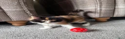Maine Coon cats for sale: Maine Coon Kittens - Advert 5