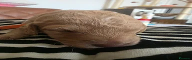 BLONDIE