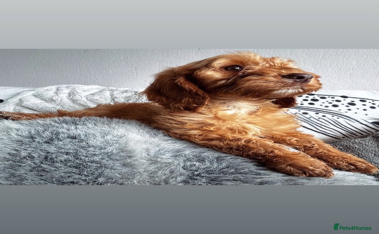 Cockapoo dogs - Advert 8