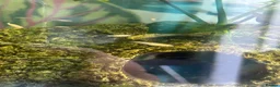Angelfish fish for sale: Tropical Fish Female AngelFish /Danio babies  - Advert 3