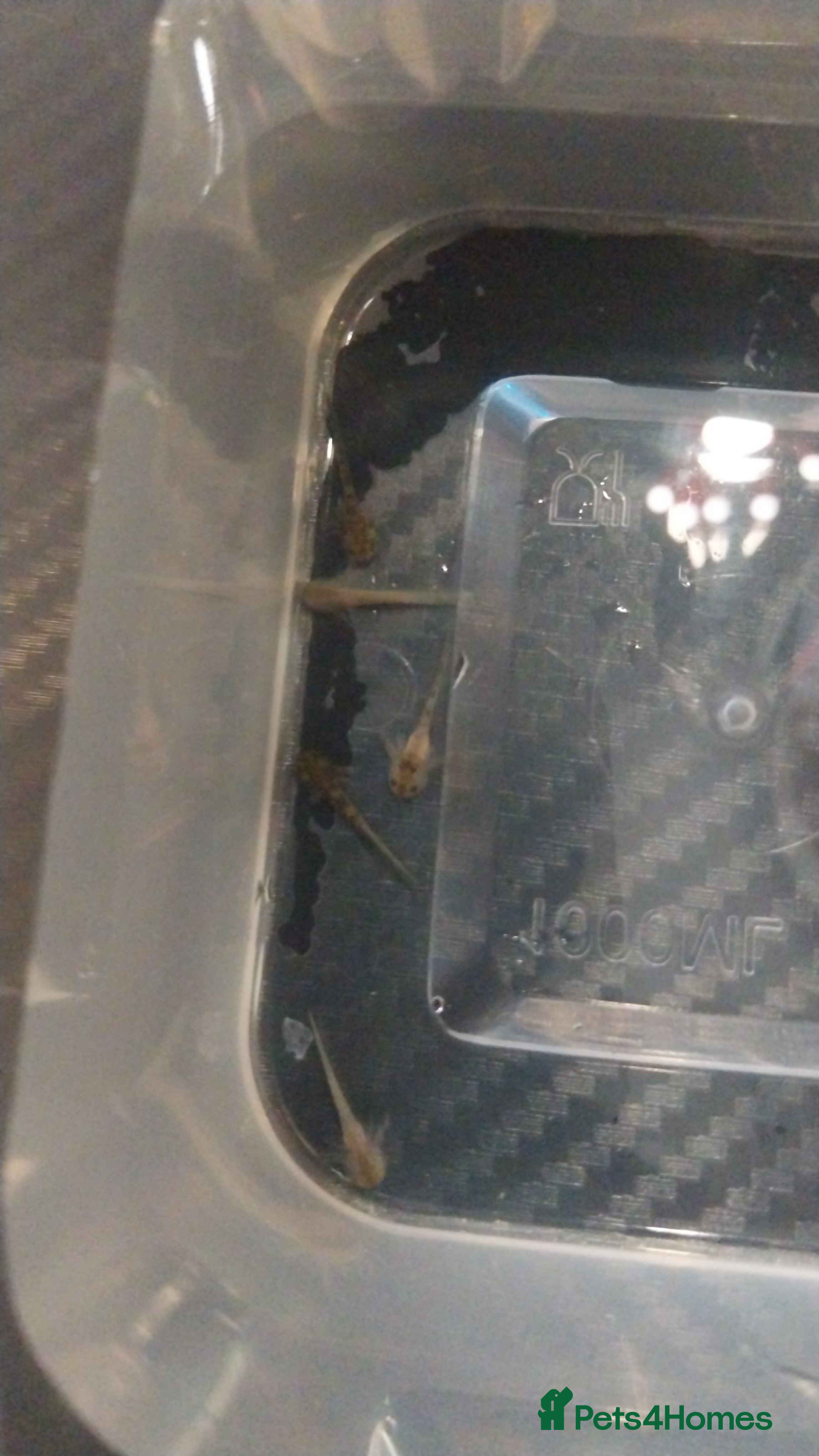 Axolotl reptiles baby axolotls - Advert 1