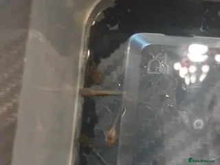 Axolotl reptiles baby axolotls - Advert 1