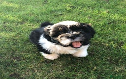 Lhasa Apso dogs for sale: 3rd generation Lhasa poo puppies  - Image 8