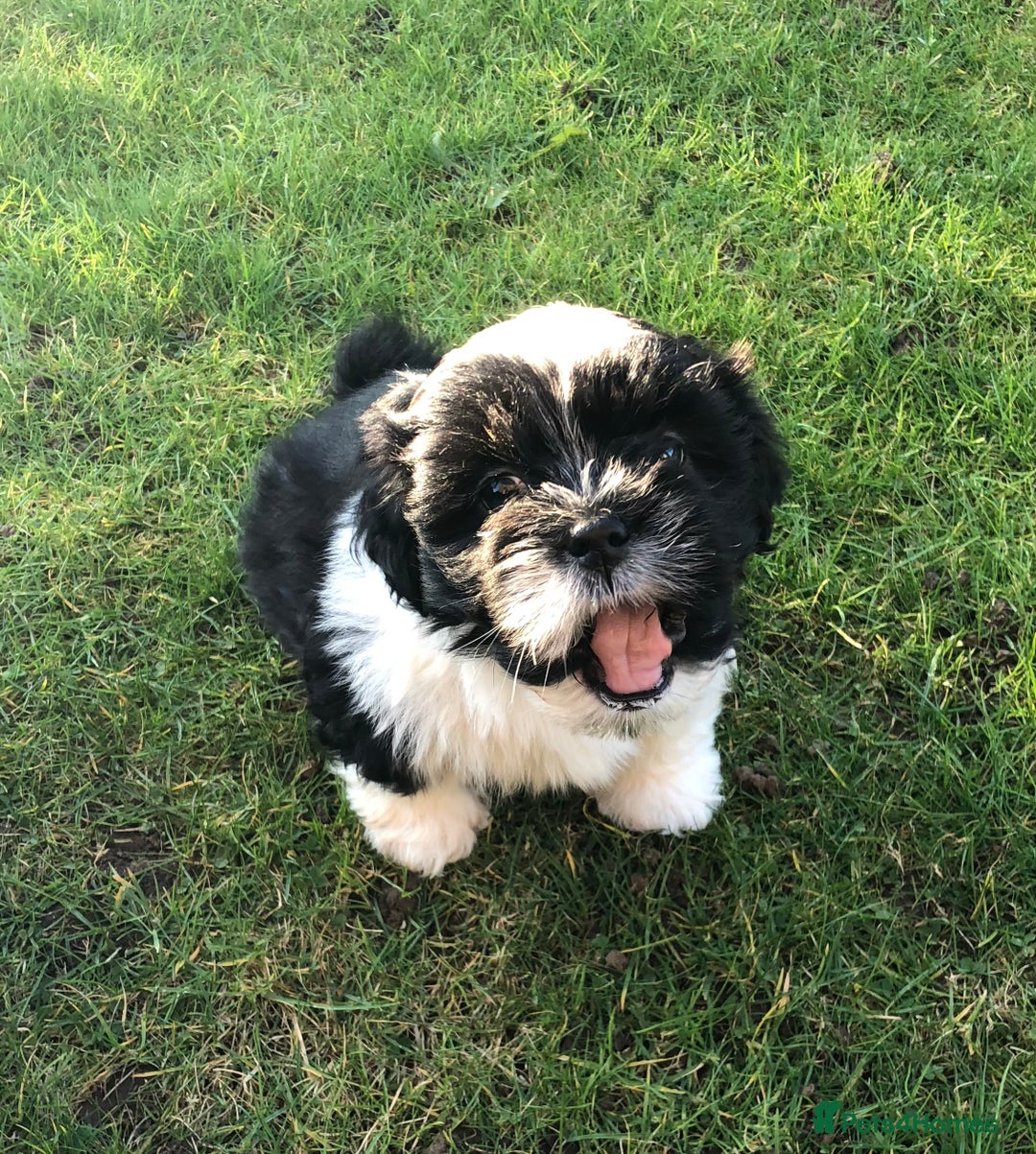 Lhasa Apso dogs for sale: 3rd generation Lhasa poo puppies  - Image 8