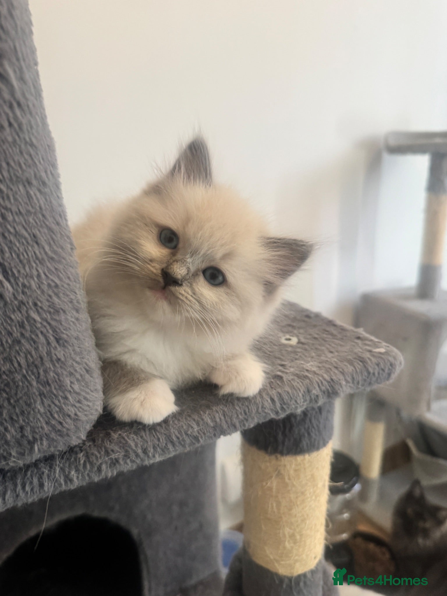 Ragdoll cats 😻 Beautiful TICA Registered Pedigree Kittens ! 🩵 - Advert 9