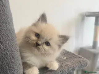 Ragdoll cats 😻 Beautiful TICA Registered Pedigree Kittens ! 🩵 - Advert 9