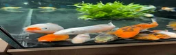 Koi Carp fish for sale: Koi carp in Manchester - Advert 1