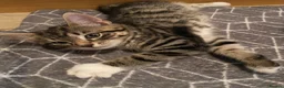 Mixed Breed cats for sale: Beautiful kittens ready now  - Advert 14